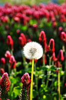 DARE TO BE DIFFERENT