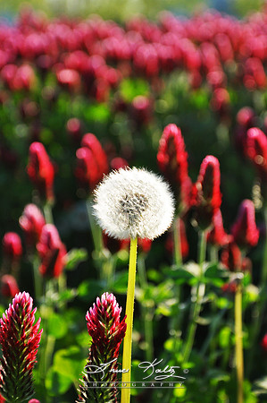 DARE TO BE DIFFERENT