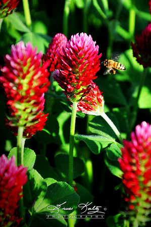 BUSY BEE