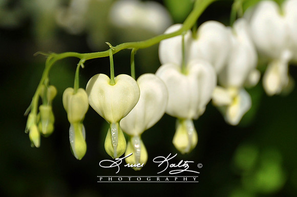 PURE HEART