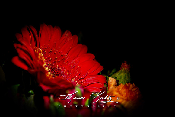 ROYAL RED