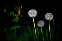 Flowers & Butterflies