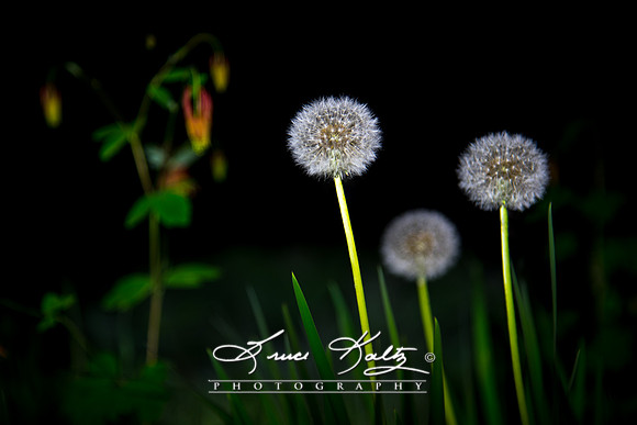 MAKE A WISH