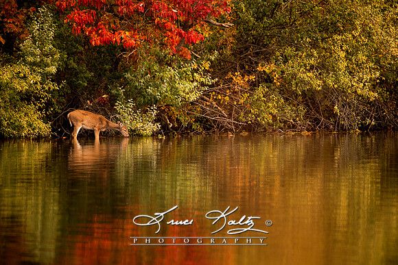 NATURES SOLITUDE