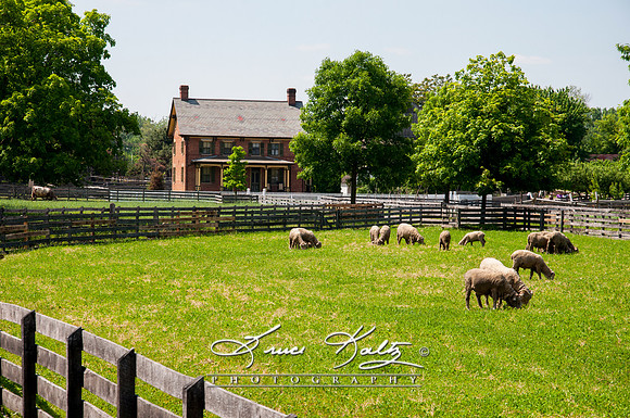 THE HOMESTEAD