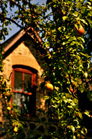 PEAR HARVEST TIME