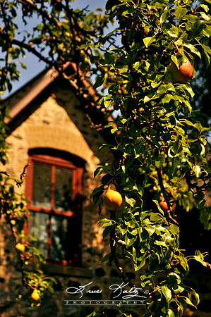 PEAR HARVEST TIME