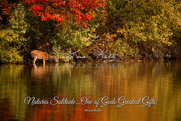 NATURES SOLITUDE Q&V