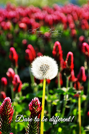 DARE TO BE DIFFERENT Q&V
