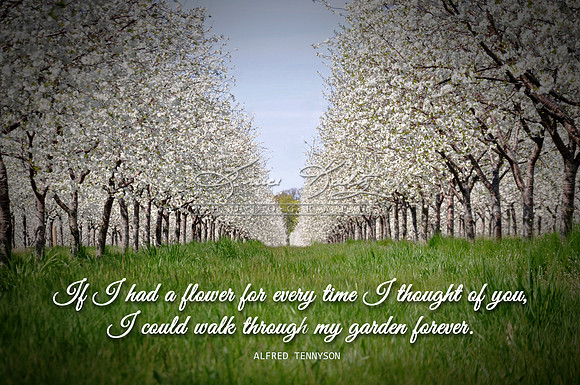 BLOSSOMS FOREVER Q&V