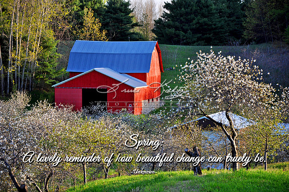 BLOSSOM VALLEY Q& V