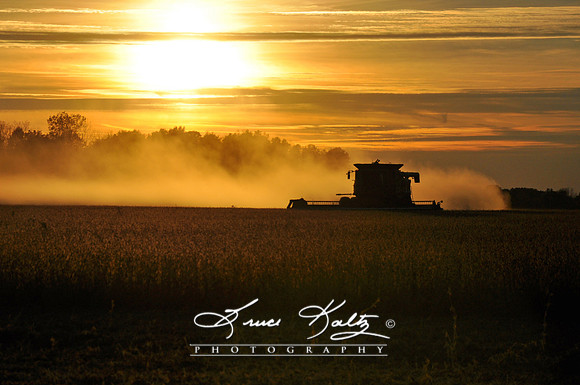 THE HARVEST