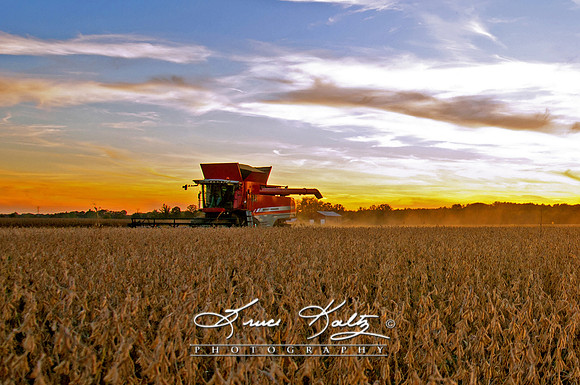 HARVEST TIME