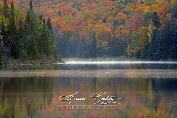 WILDERNESS MIST