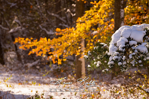 SEASONS CHANGE