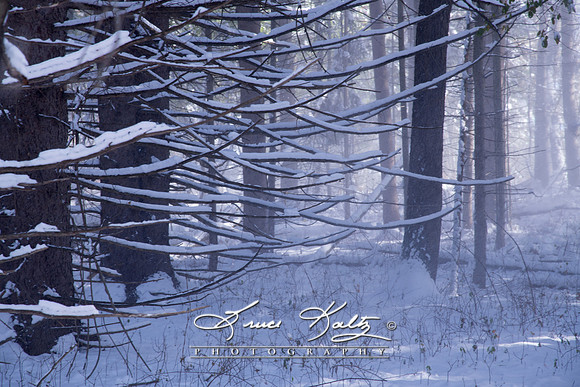 WINTERS WONDER