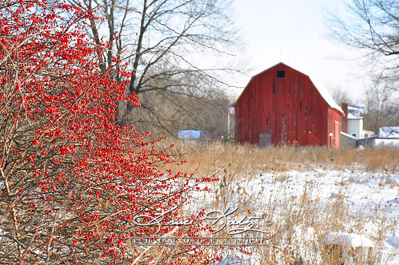 BERRY RED
