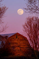 MAY MOON