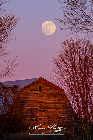 MAY MOON