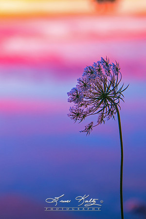 QUEEN ANNS LACE