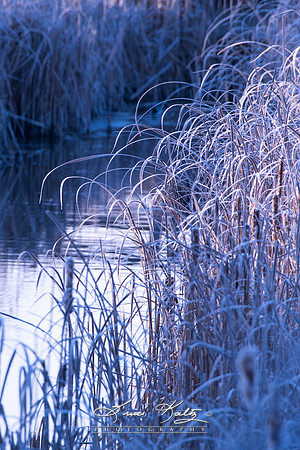 FIRST FROST