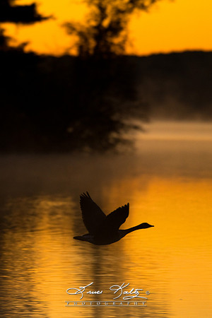 THE SIHLOETTE OF FLIGHT