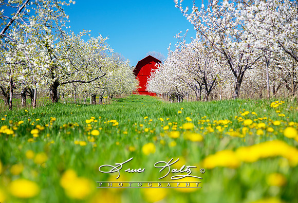 SPRING BLOSSOMS