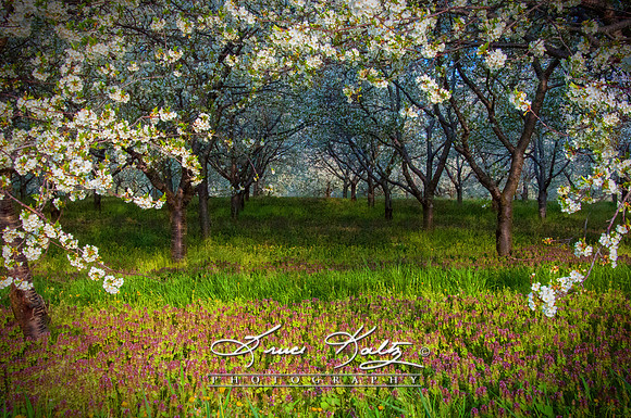 SPRING SCENT