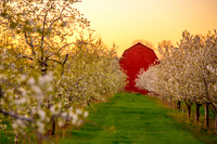 BLOSSOM LANE