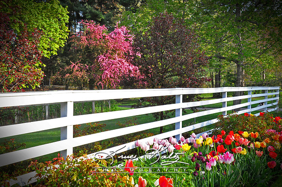 SPRING TIME