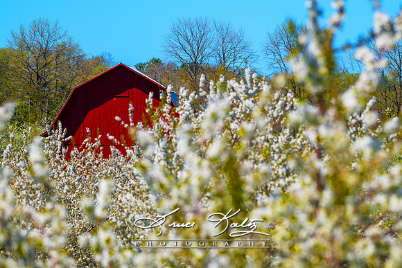 SIMPLY SPRING